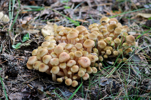 Honey Fungus (Armillaria mellea) grow on the ground in a deciduous-coniferous forest. A group of edible stump mushroom. Macro
