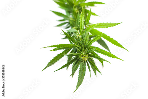 Large branch with green fresh hemp leaves on a white background. View from above.