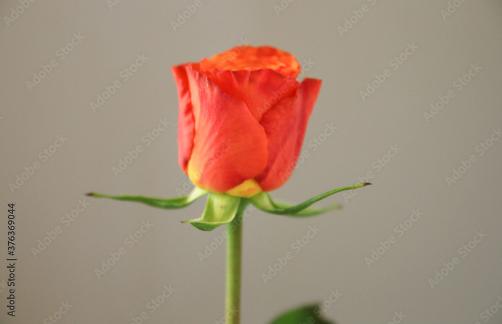 Single Red Rose - Side View. Red rose isolated on gray background. Empty interior with concrete wall. Single Red Rose - Side View. Red rose isolated on gray background. Empty interior with concrete wall.