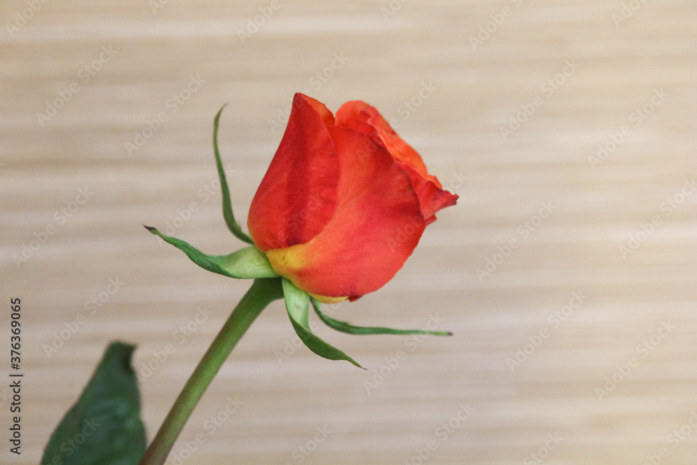Single Red Rose - Side View. Red rose isolated on gray background. Empty interior with concrete wall. 