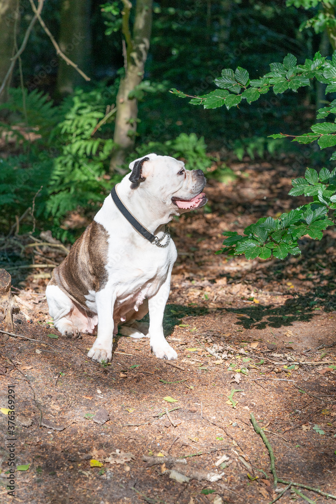 Old English Bulldog, 11 years old, sits in a natural environment in the woods