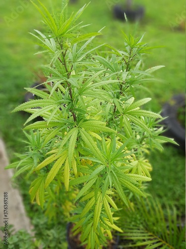 cannabis plant in the garden