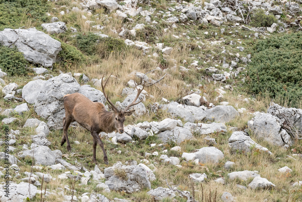 Red deer male moving down the mountain (Cervus elaphus)