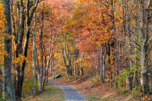 Fall Color on  Rose River Fire Road  Shenandoah National Park  Virginia USA