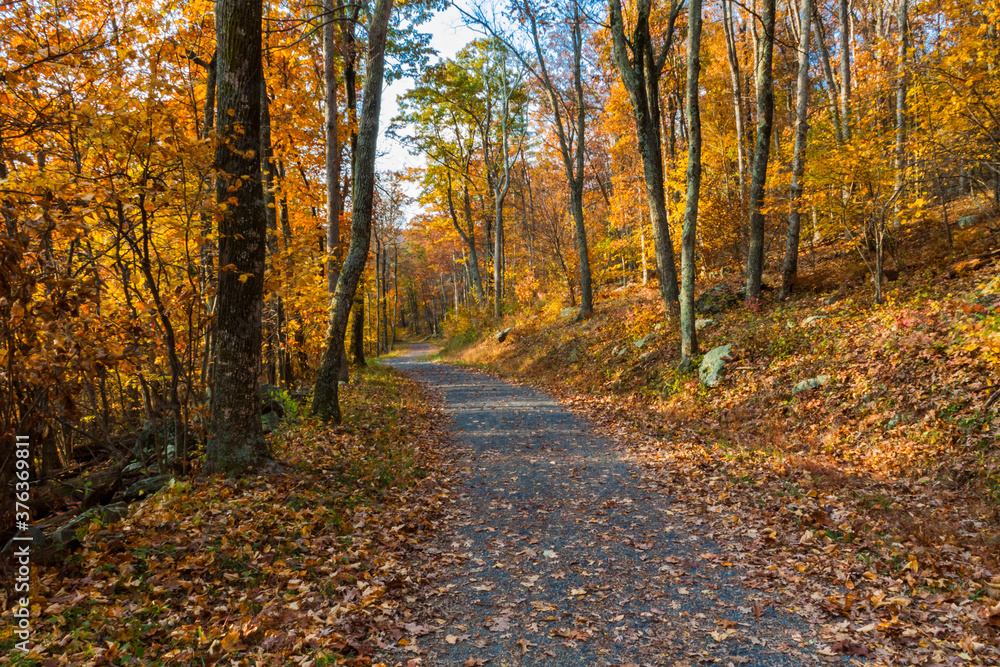 Fall Color on  Rose River Fire Road, Shenandoah National Park, Virginia,USA