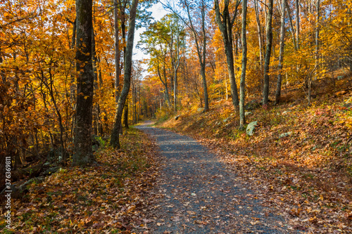 Fall Color on  Rose River Fire Road  Shenandoah National Park  Virginia USA