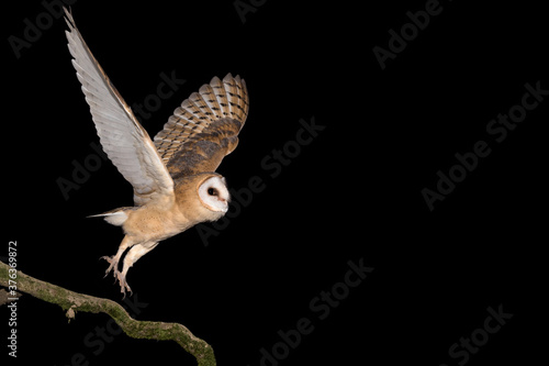 Bild auf Leinwand Amazing portrait of Barn owl ready to hunt (Tyto alba)