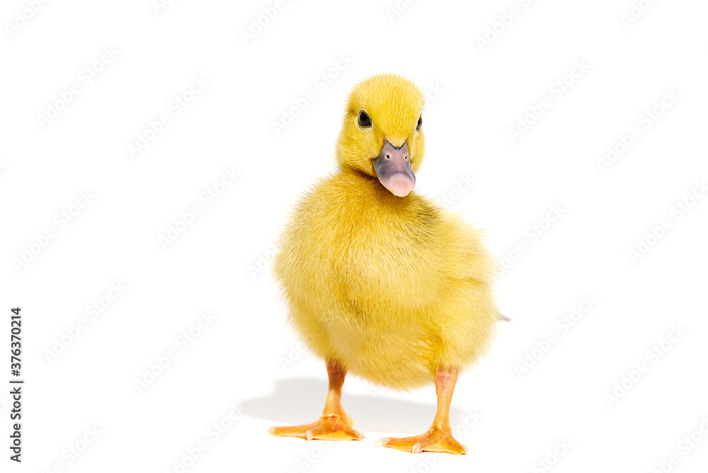 NewBorn little Cute yellow duckling isolated on white. NewBorn little Cute yellow duckling isolated on white.
