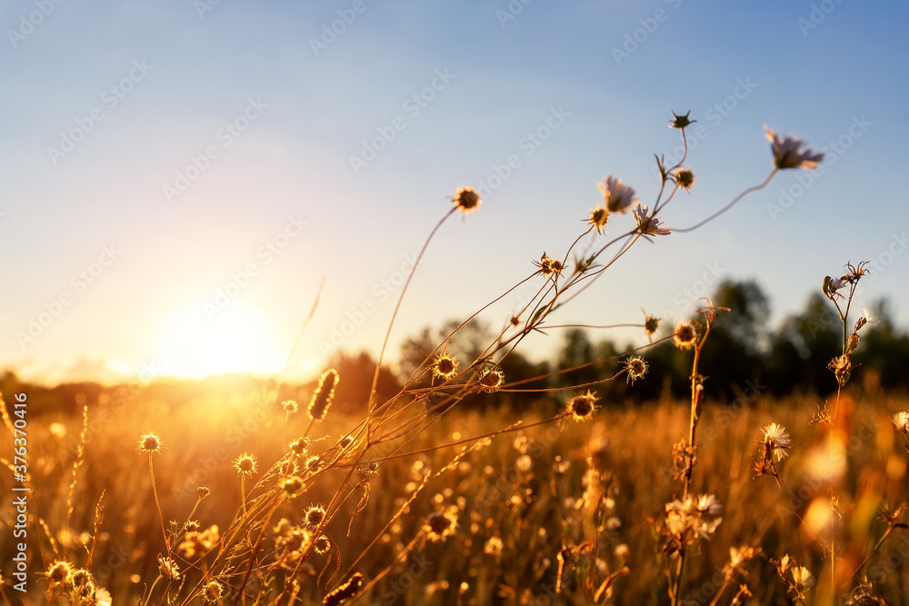 Abstract warm landscape of dry wildflower and grass meadow on warm golden hour sunset or sunrise time. Tranquil autumn fall nature field background. Scenic dusk sundown or dawn pastel sun light - obrazy, fototapety, plakaty 