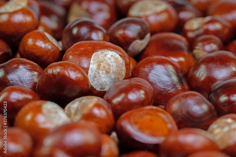 Früchte der Rosskastanie, Aesculus hippocastanum Früchte der Rosskastanie, Aesculus hippocastanum