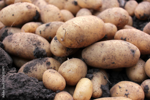 Freshly dug organic potatoes on a field. Newly harvested potatoes on the ground