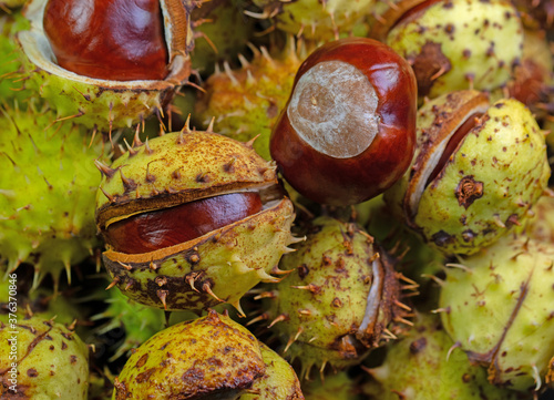 Früchte der Rosskastanie, Aesculus hippocastanum