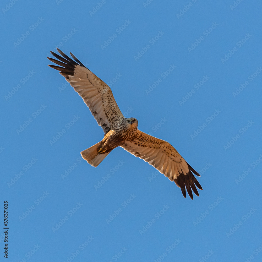 western marsh harrier (Circus aeruginosus) bird of prey in flight, on blue sky western marsh harrier (Circus aeruginosus) bird of prey in flight, on blue sky