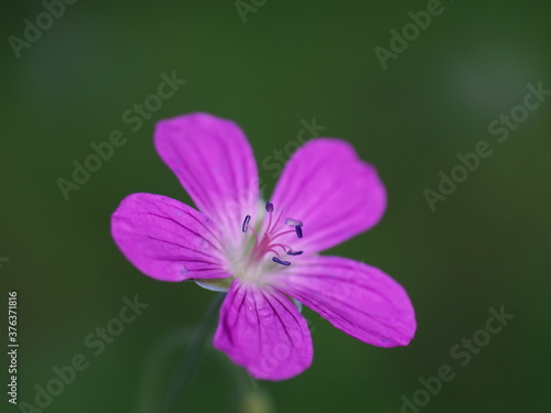 Purple meadow plant flower