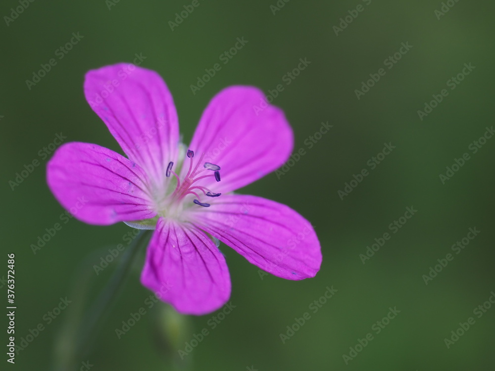 Purple meadow plant flower on a green background Purple meadow plant flower on a green background
