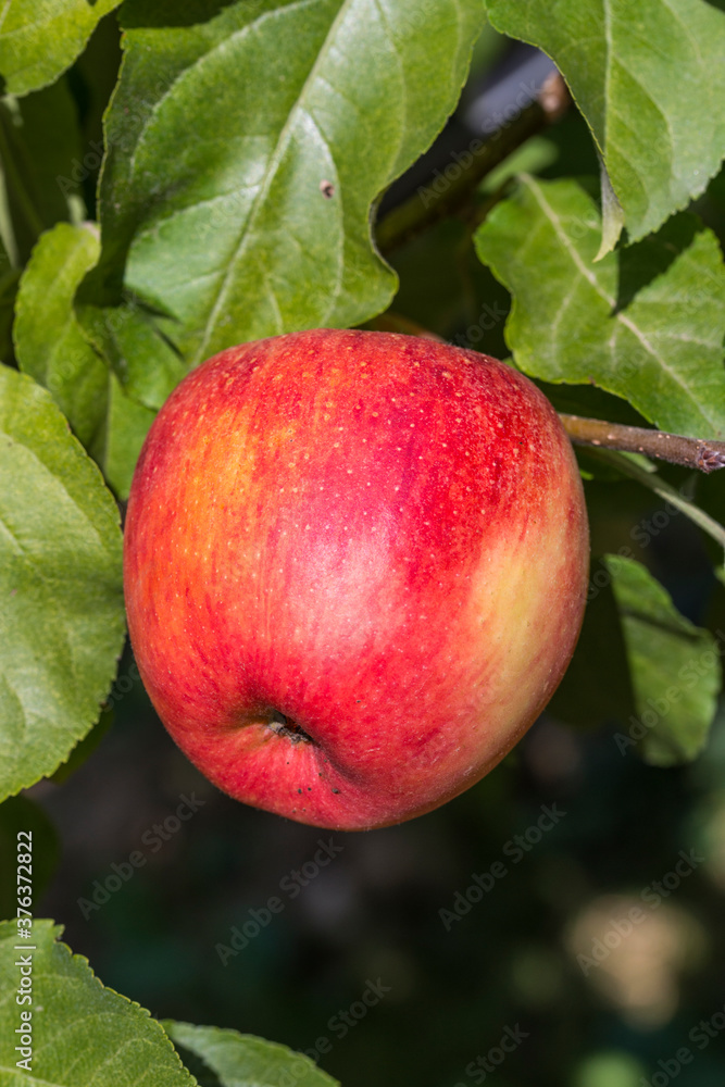 Pomme a bouche dans un pommier Pomme a bouche dans un pommier