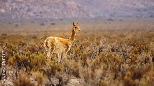 Wild Vicuna standing in thickets on the Altiplano in north Argentina