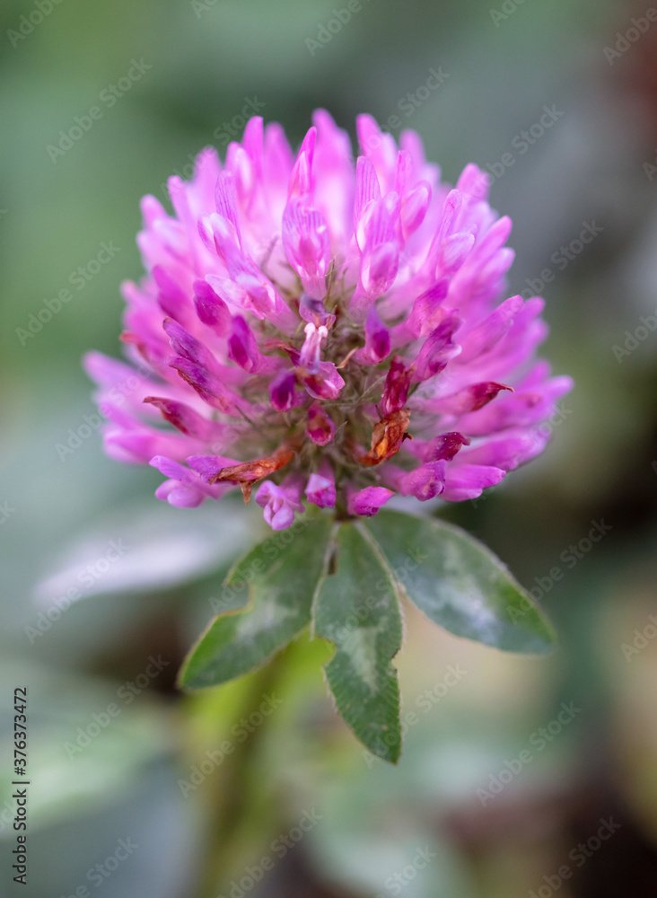 A flower on a clover in the park. A flower on a clover in the park.