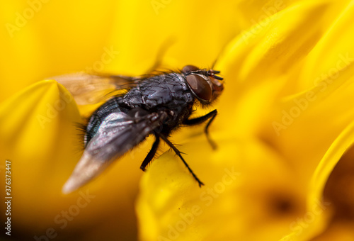 Fly on a yellow flower close-up.