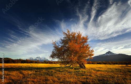 Landscape in autumn colours with tree and mountains in Torres del Paine national park