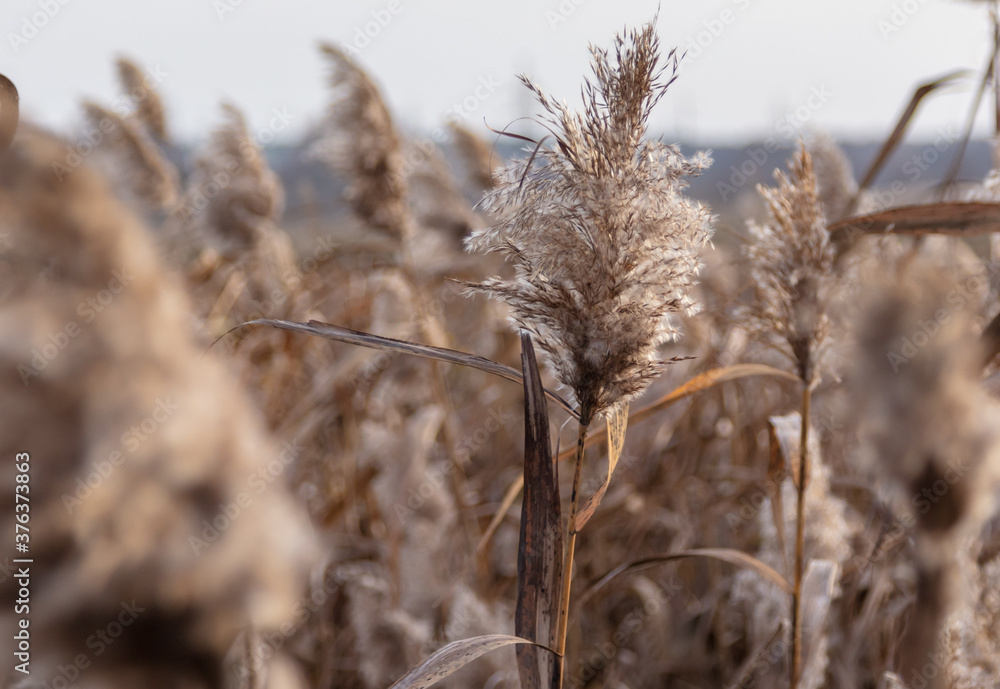 Fototapeta premium The reed grows near the reservoir