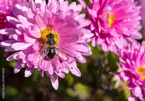 Bee on a pink flower close-up.