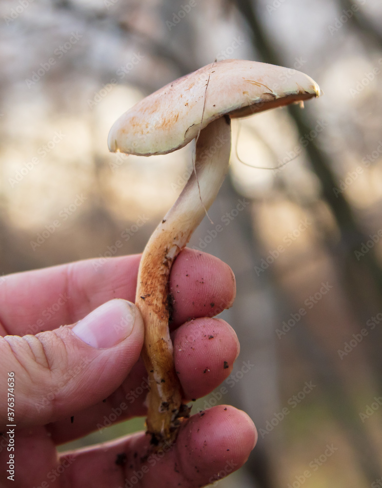 Edible mushroom in hand in the forest. Edible mushroom in hand in the forest.