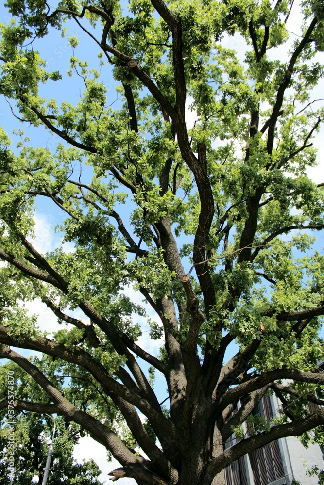 Fototapeta premium Green tree