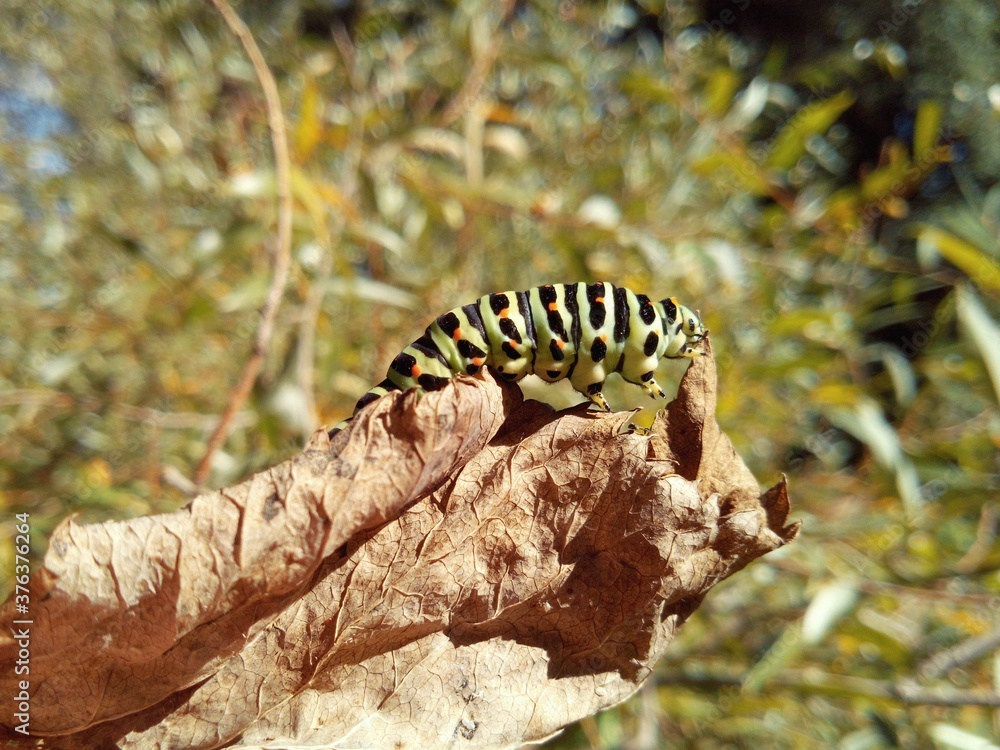swallowtail caterpillar on dry leaf in macro photography swallowtail caterpillar on dry leaf in macro photography