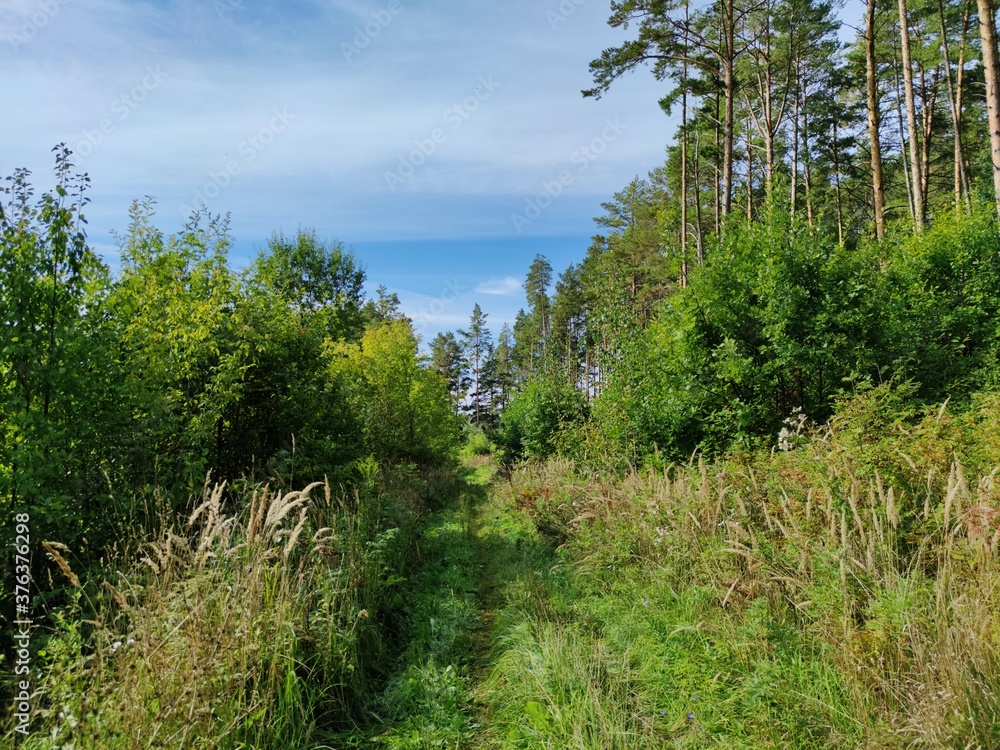 path near the pine forest against the blue sky with beautiful clouds path near the pine forest against the blue sky with beautiful clouds