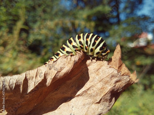swallowtail caterpillar on a dry leaf on a sunny day