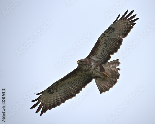 Common buzzard , Buteo buteo in flight.