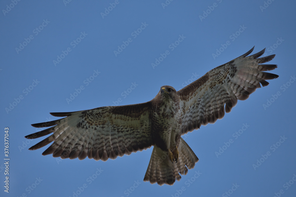 Fototapeta premium Common buzzard , Buteo buteo in flight.