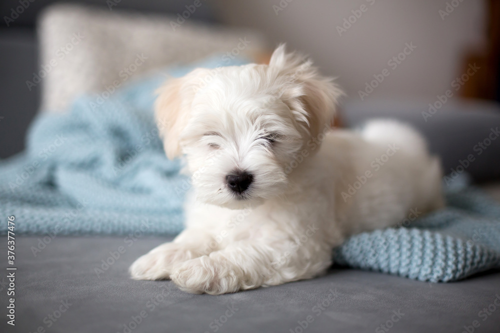 Cute little maltese dog puppy, sitting on the couch at home, looking at camera Cute little maltese dog puppy, sitting on the couch at home, looking at camera