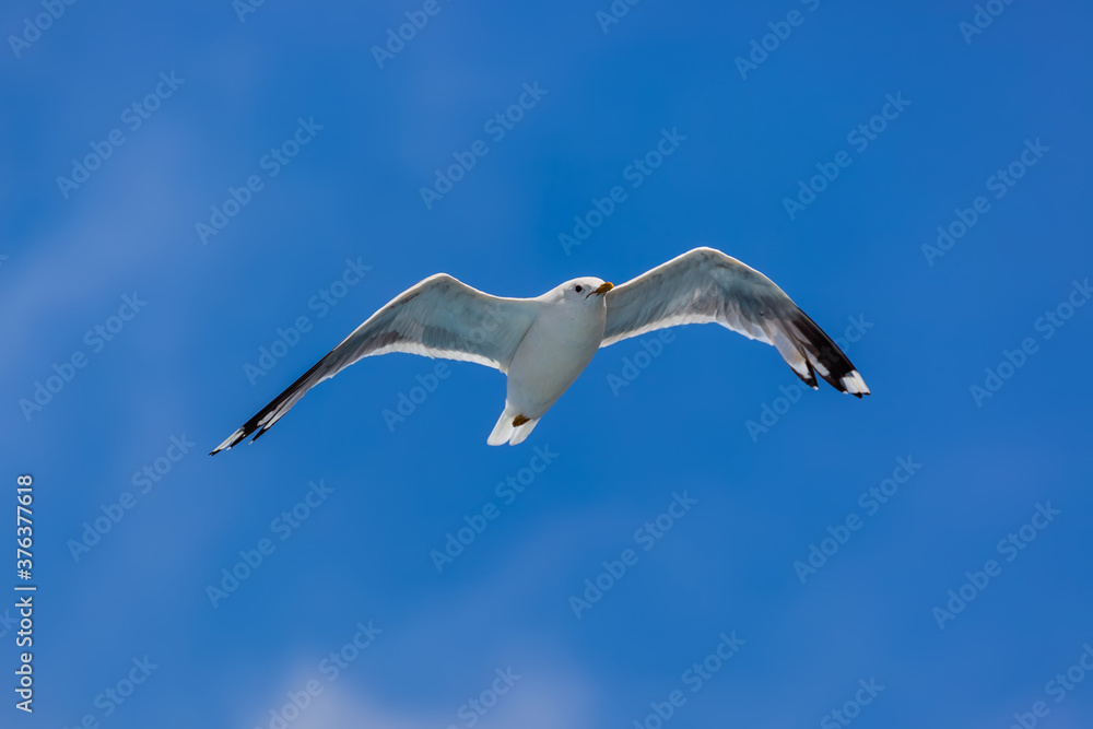 Obraz premium Flying seagull with sky background