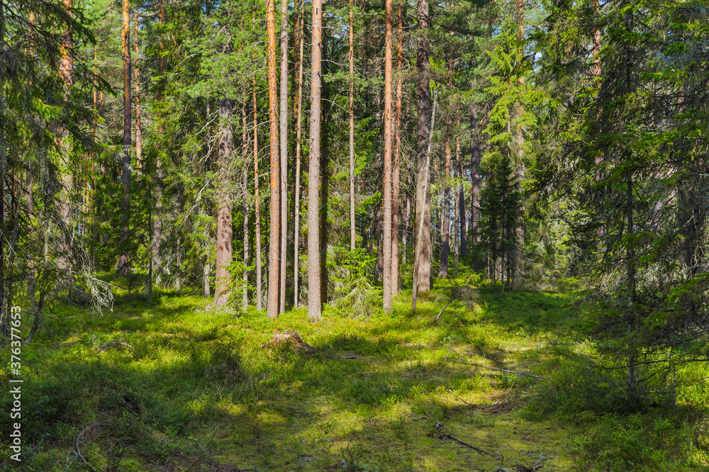 Fototapeta premium Green coniferous forest