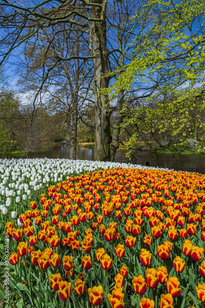 Flowers in garden Keukenhof Netherlands