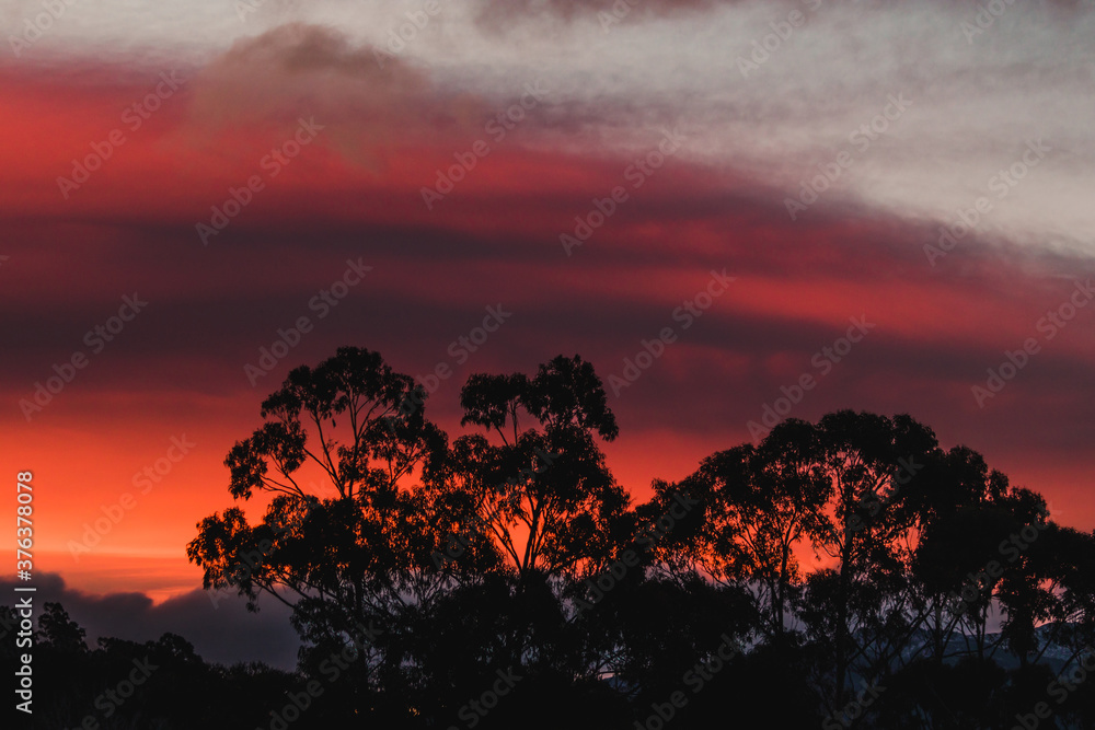 sunset sky with beautiful clouds over the hills of Tasmania with eucalyptus gum tree silhouettes