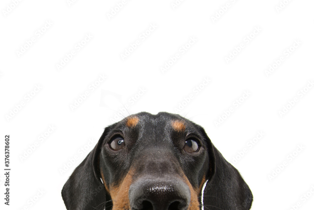 Close-up hide dachshund dog puppy . Isolated on white background.