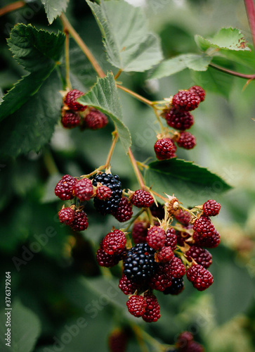 red berries on a bush
