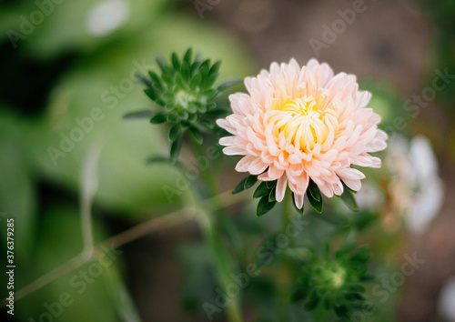 yellow dahlia flower