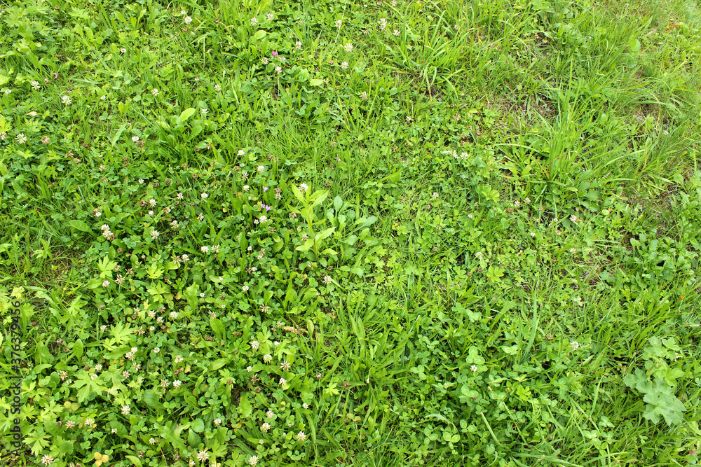 Background with part of grass field Background with part of grass field