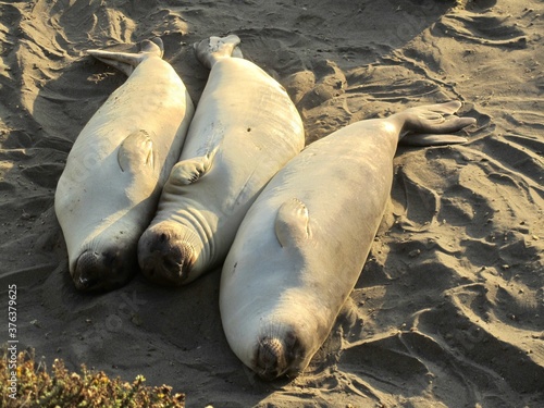 Adolescent Male Elephant Seals, Piedras Blancas, CA