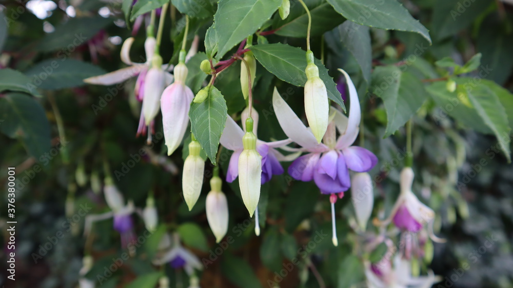flower, nature, pink, flowers, plant, purple, garden, spring, green, flora, blossom, bloom, orchid, beauty, beautiful, summer, petal, macro, floral, gardening, violet, natural, white, color, wild flower, nature, pink, flowers, plant, purple, garden, spring, green, flora, blossom, bloom, orchid, beauty, beautiful, summer, petal, macro, floral, gardening, violet, natural, white, color, wild