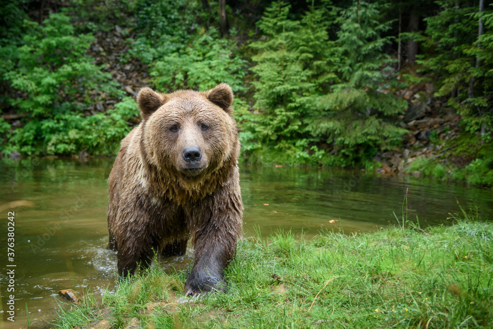 Wild adult Brown Bear ( Ursus Arctos ) in the water