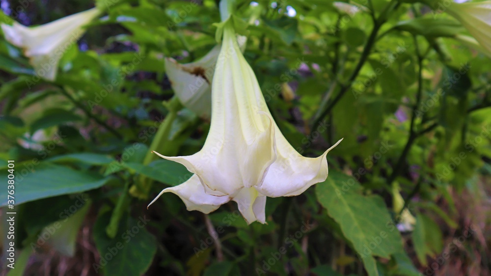 Obraz premium flower, pink, nature, plant, green, garden, lily, flowers, white, spring, bloom, blossom, flora, leaves, petal, leaf, summer, beauty, beautiful, purple, bud, petals, floral, tulip, macro