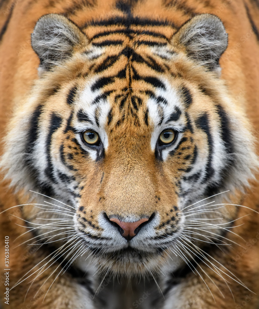 Close-up detail portrait of big Siberian or Amur tiger Close-up detail portrait of big Siberian or Amur tiger