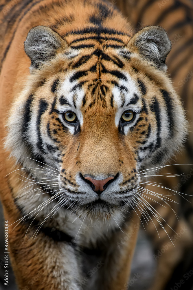 Close-up detail portrait of big Siberian or Amur tiger Close-up detail portrait of big Siberian or Amur tiger