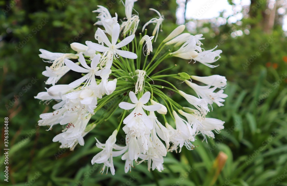 flower, nature, plant, white, green, flowers, spring, wild, garden, flora, summer, beautiful, blossom, pink, bloom, macro, grass, natural, beauty, petal, leaf, tree, purple, closeup, floral flower, nature, plant, white, green, flowers, spring, wild, garden, flora, summer, beautiful, blossom, pink, bloom, macro, grass, natural, beauty, petal, leaf, tree, purple, closeup, floral