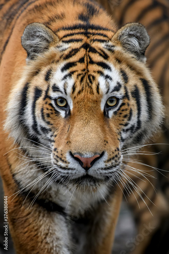 Close-up detail portrait of big Siberian or Amur tiger